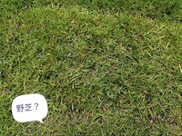 業者に頼んだ芝張りですが 1ヶ月半がたち 成長に差がある箇所があ Yahoo 知恵袋