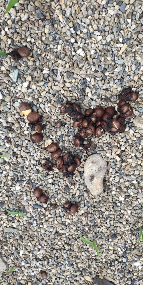 何のフンでしょうか？先日、家の庭にありました。大きさな1cm～2㎝位 