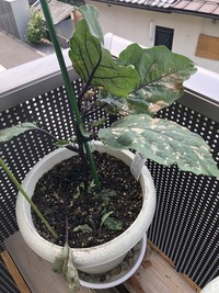 ナスが弱ってしまいました アブラムシも大量発生したので 殺虫剤を撒いたので Yahoo 知恵袋