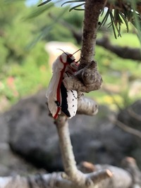 白い蛾がここ数日家の中に出てくるのですがこの蛾はいったい何なのでしょうか Yahoo 知恵袋