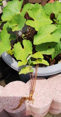 里芋系やドクダミの葉に似ている植物が沢山庭に生えてきたので 刈る Yahoo 知恵袋