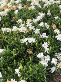 花の名前を教えてください 近所の公園に白くて甘い香りの花が Yahoo 知恵袋