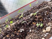 発芽したラベンダーです ヒョロヒョロなんです 今月 100金で種を購 Yahoo 知恵袋