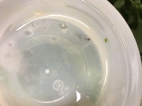 ドジョウだと 水草掘りかえされちゃいますかね それともある程度根を Yahoo 知恵袋