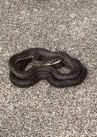 これは何という種類の蛇ですか 我が家ではマムシやら黒いシマヘビと意見 Yahoo 知恵袋