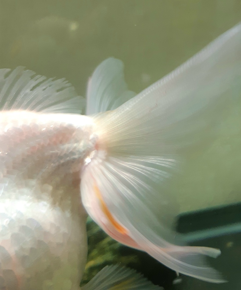 メダカの針子を育てているのですが 油膜がひどいですティッシュで Yahoo 知恵袋