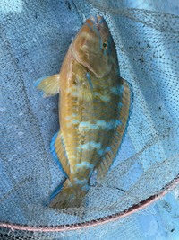 この魚の名前は ブダイに似てますが ベラ この魚はブダイ科のヒブダイ Yahoo 知恵袋