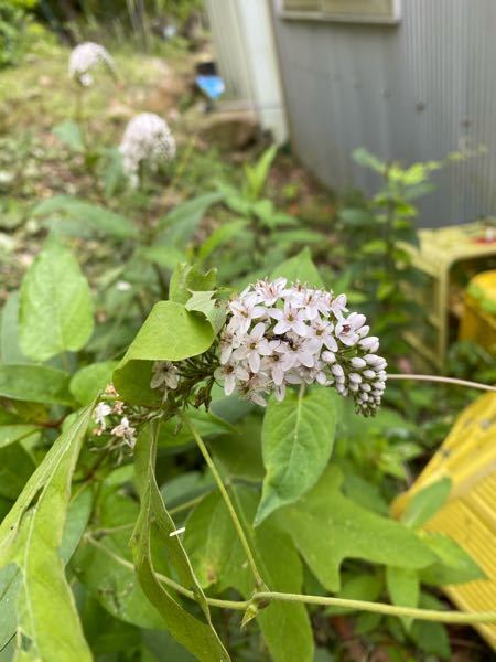 カエデなどの落葉広葉樹は夏緑樹林の仲間に入りますか 照葉樹林は秋に落葉し Yahoo 知恵袋