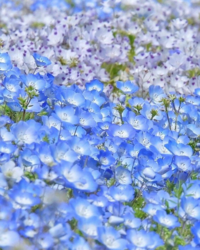 前の青い花はネモフィラですよね その後ろの紫の花はなんて言 Yahoo 知恵袋