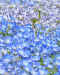 ハエトリグサについて 飼育していたハエトリグサの花が咲いて他の葉の元気が Yahoo 知恵袋