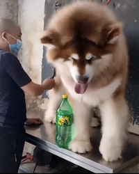 この犬の種類を教えてください インスタグラムで見つけたこの犬の種 Yahoo 知恵袋