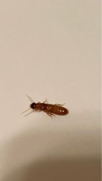家の中で写真の虫が出ました 教えて 住まいの先生 Yahoo 不動産