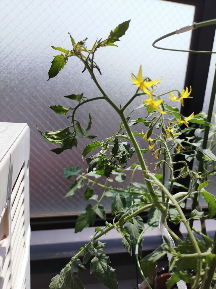 じゃがいもの家庭菜園について質問です じゃがいもの種芋を植え上手く育ちす Yahoo 知恵袋