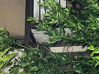 この動物は何ですか Yahoo 知恵袋