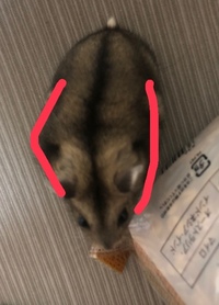 ハムスターは車に乗せて連れて歩いてもいいのでしょうか 車酔いとかする Yahoo 知恵袋