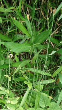 こちらの植物の名前を教えてください。 トクサやスギナに似た感じの植物でした。