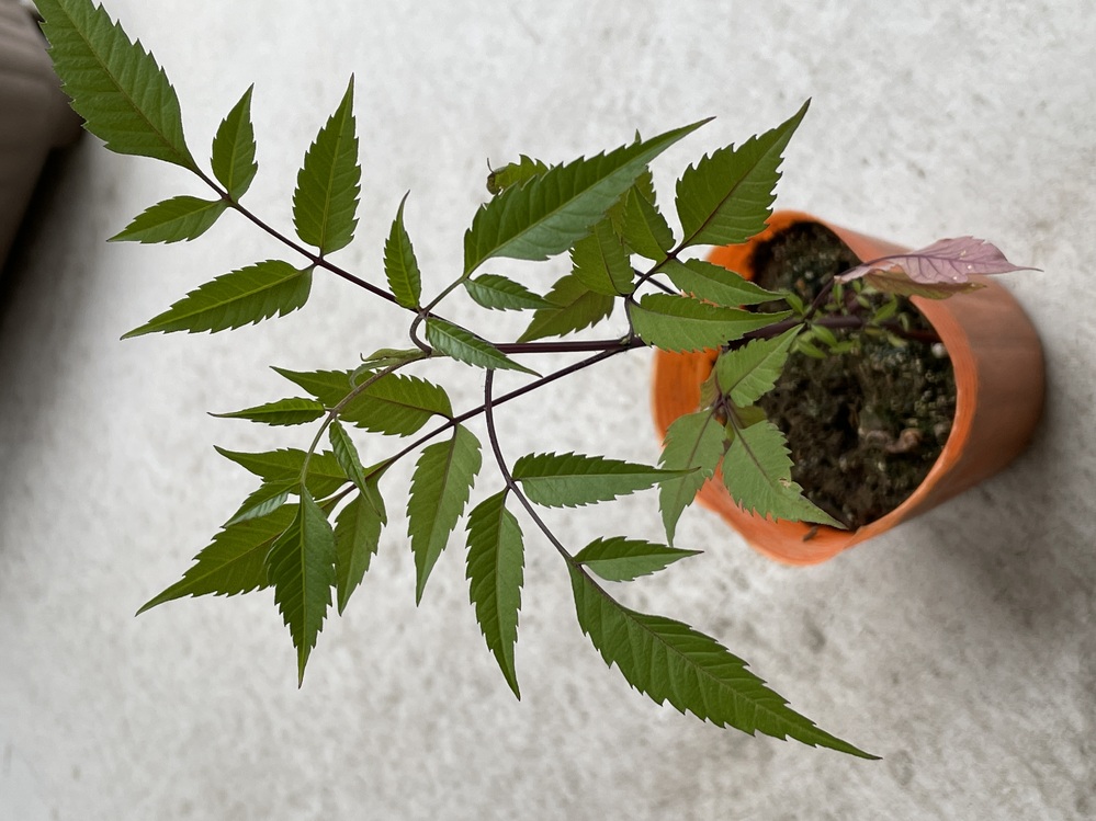 庭木の質問です ヒメシャラの木が枯れてしまったのですが 近くから写真の木 Yahoo 知恵袋