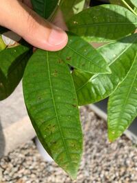 パキラの葉先が茶色く 白い斑点ができてしまいました 直射日光を避け 虫は見 Yahoo 知恵袋