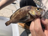 この魚の名前を教えて下さい エゾメバル ガヤ じゃないかな Yahoo 知恵袋