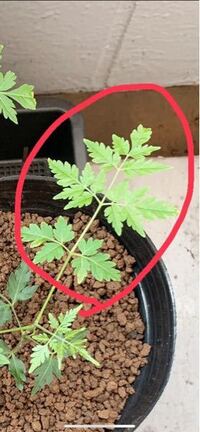 本葉の数え方を教えてください 種から植物を育てていてポットに移植するタイ Yahoo 知恵袋