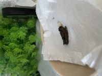 レオパが下痢してます 形は留めてるのですがべちょっとしてます あと糞が臭 Yahoo 知恵袋