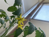 スーパーでかったトマトの種を植えて約3ヶ月くらいです 花が Yahoo 知恵袋
