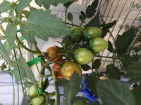家庭菜園初心者です ホームセンターで買ったミニトマトの苗をプランターで育て Yahoo 知恵袋