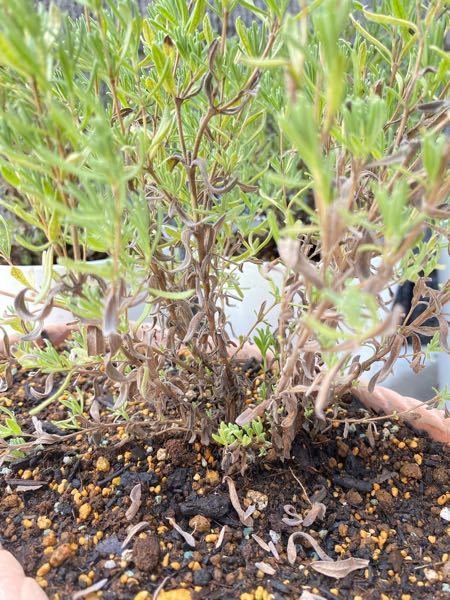 ラベンダーについて こんな状態になってしまいました 原因は Yahoo 知恵袋