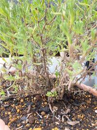 ラベンダーについて こんな状態になってしまいました 原因は Yahoo 知恵袋