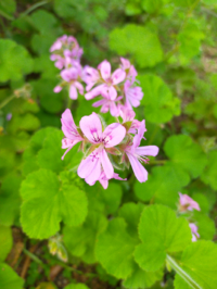 こちらの花 近くの植え込みに自生しており ローズゼラニウムだと思っていたの Yahoo 知恵袋