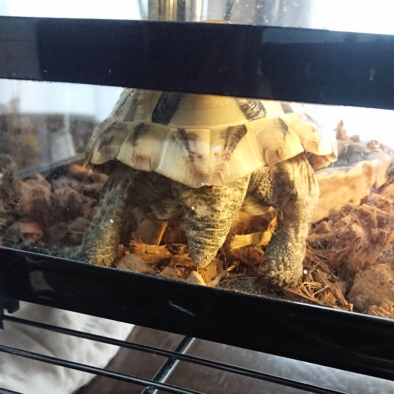 飼っているリクガメが今日ひっくり返っていたんですが ひっくり Yahoo 知恵袋