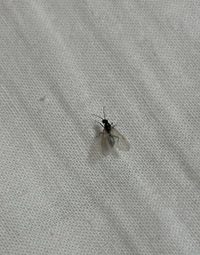 先日より部屋に虫が大量発生しています これはハエでしょうか 羽アリでしょう Yahoo 知恵袋