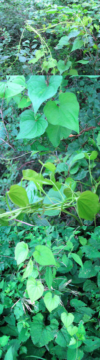 葉っぱがﾊｰﾄ型の形をしたつるのようにのびる植物の名前ってなんで Yahoo 知恵袋