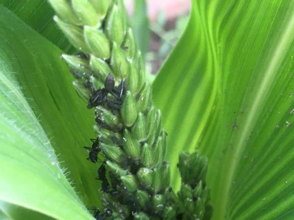 とうもろこしの害虫について 今朝とうもろこしに アリと次の虫が沢山いま Yahoo 知恵袋