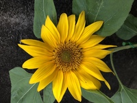 鈴蘭は日本語以外だとなんて言うんでしょうか 英語ではlilyoftheval Yahoo 知恵袋