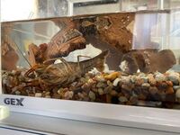 ザリガニの飼育 苦しいのでしょうか Yahoo 知恵袋