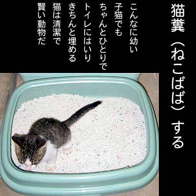 法律上 拾得物横領 と呼ぶ行為を 猫糞 ねこばば と言うのは間違いですか Yahoo 知恵袋