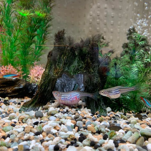 家で買っている熱帯魚のお腹が赤くパンパンになっています 初めは卵 Yahoo 知恵袋