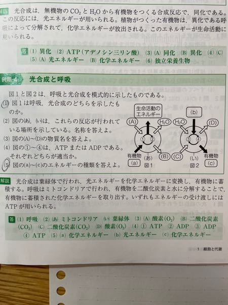 ミトコンドリアでの呼吸では 解凍系 クエン酸回路 電子伝達系の３つで最大3 Yahoo 知恵袋