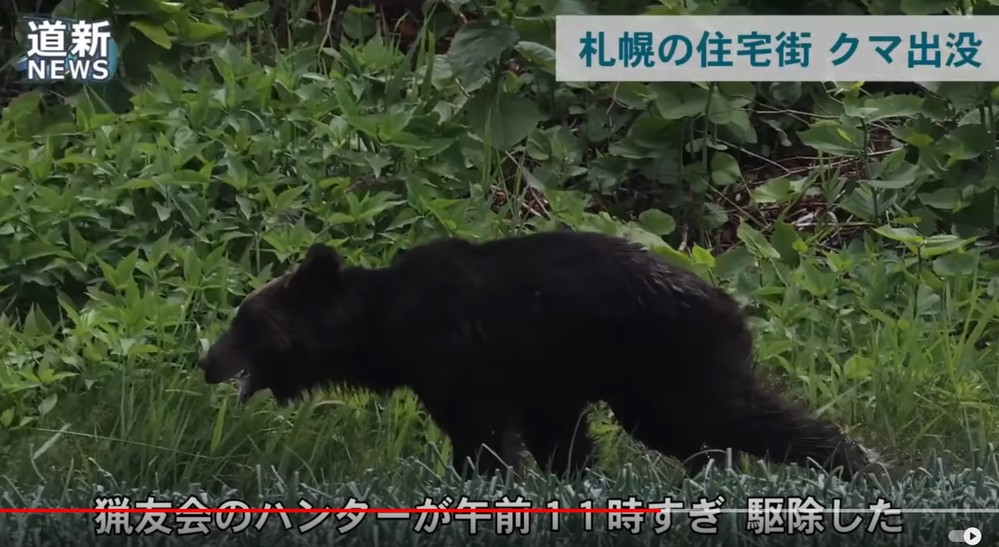 猟友会がクマを仕留めたそうですが 警察の銃はクマに効かないんです Yahoo 知恵袋