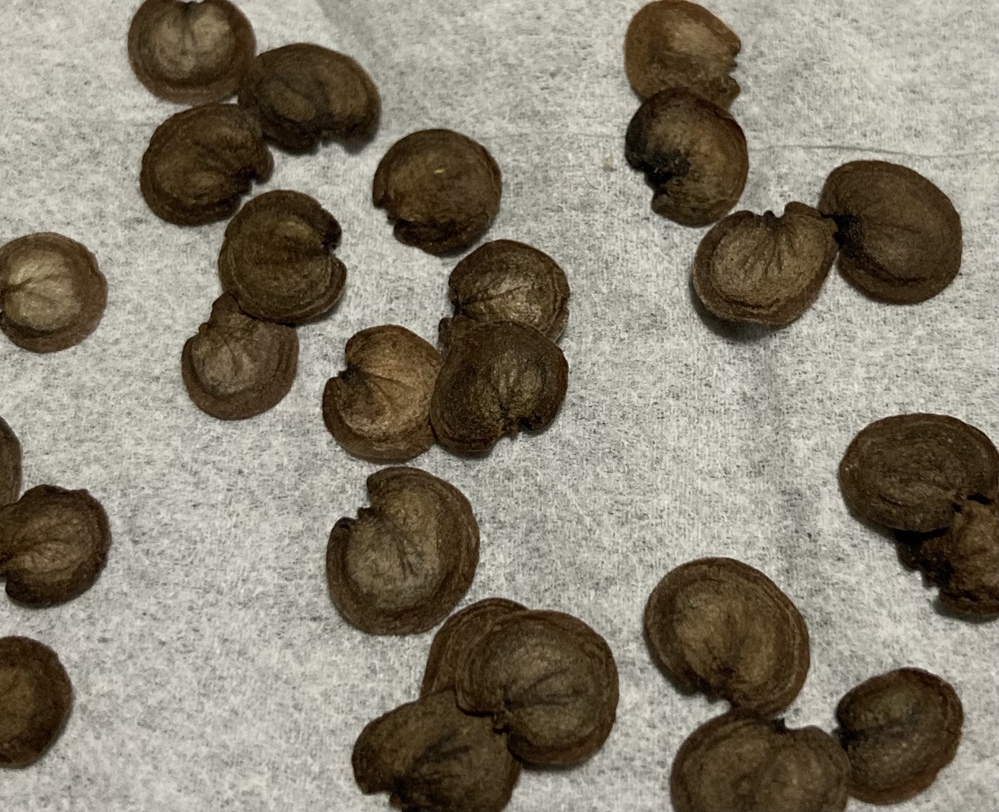 この種 何のタネか分かりますか 薄っぺらで丸っこい こげ茶色のものです 野 - Yahoo 知恵袋