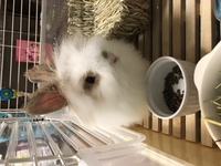 うさぎが突然爆食になりました 2月下旬に生まれたライオンラビットなの Yahoo 知恵袋