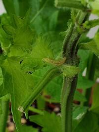 丸坊主にしたフィカスウンベラータについて 冬の間に葉が黄色くなってしま Yahoo 知恵袋