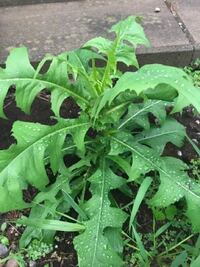 この草は何という名前でしょうか ご教示お願いします アキノ Yahoo 知恵袋