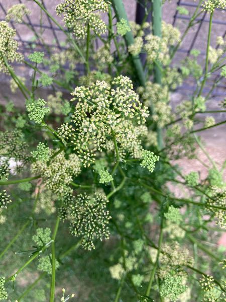 自宅の2年目のパセリですが 花が咲きました で ふと思ったんですが パ Yahoo 知恵袋