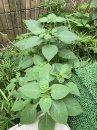 庭の雑草です 名前がお分かりになる方おられますか イヌホオ Yahoo 知恵袋