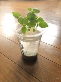 レモンバジルを水耕栽培で育てようと思っているのですが液肥は何 Yahoo 知恵袋