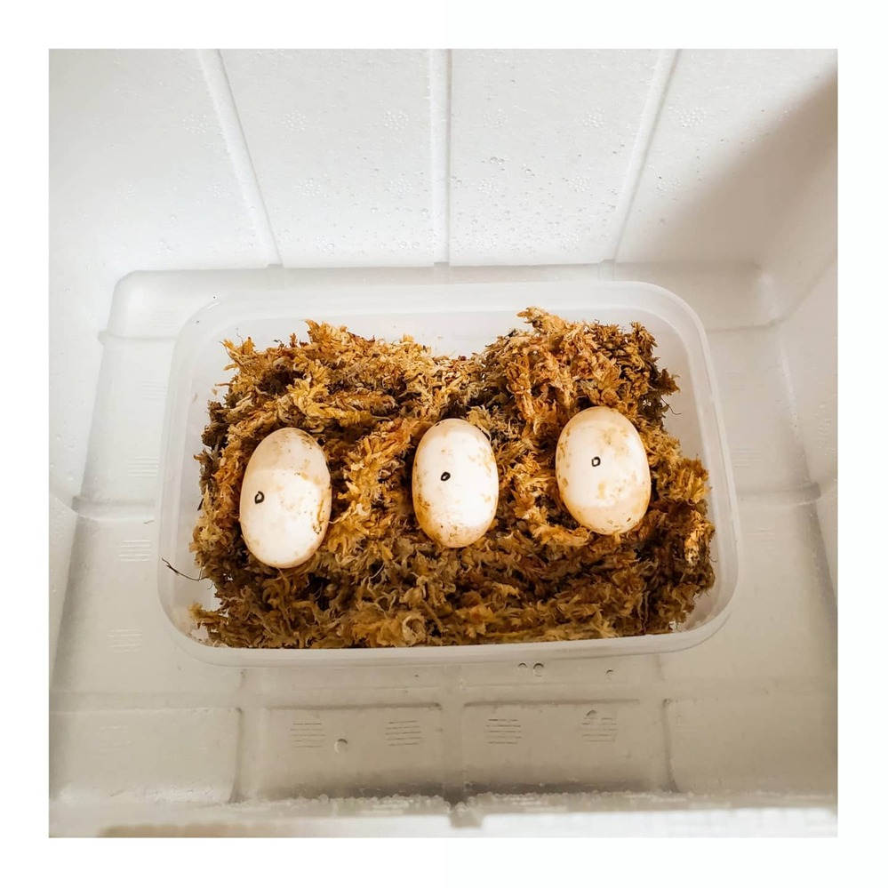 K-332 恐竜の卵 孵化（ふか）化石アート ベビードラゴンの誕生 テラリューム 幅50cm 奥行50cm 高さ50cm 19002 たまごから恐竜?!  ヒロイチ 25個入 - 【通販モノタロウ】, image size:999x999