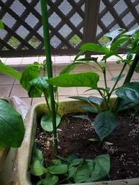 ピーマンの苗を2つプランターで育てているのですが 朝になったら1つの苗だけ Yahoo 知恵袋