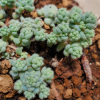 この植物の名前はなんですか 多肉植物点で購入しました 強い種のようで Yahoo 知恵袋